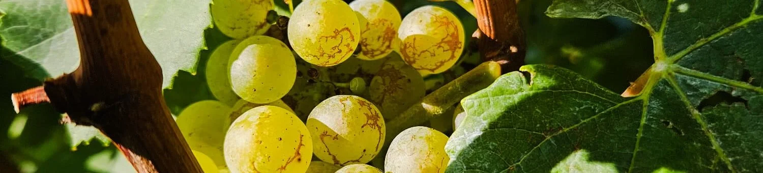 Vina Čergar - hrvatska vinarija s tradicijom