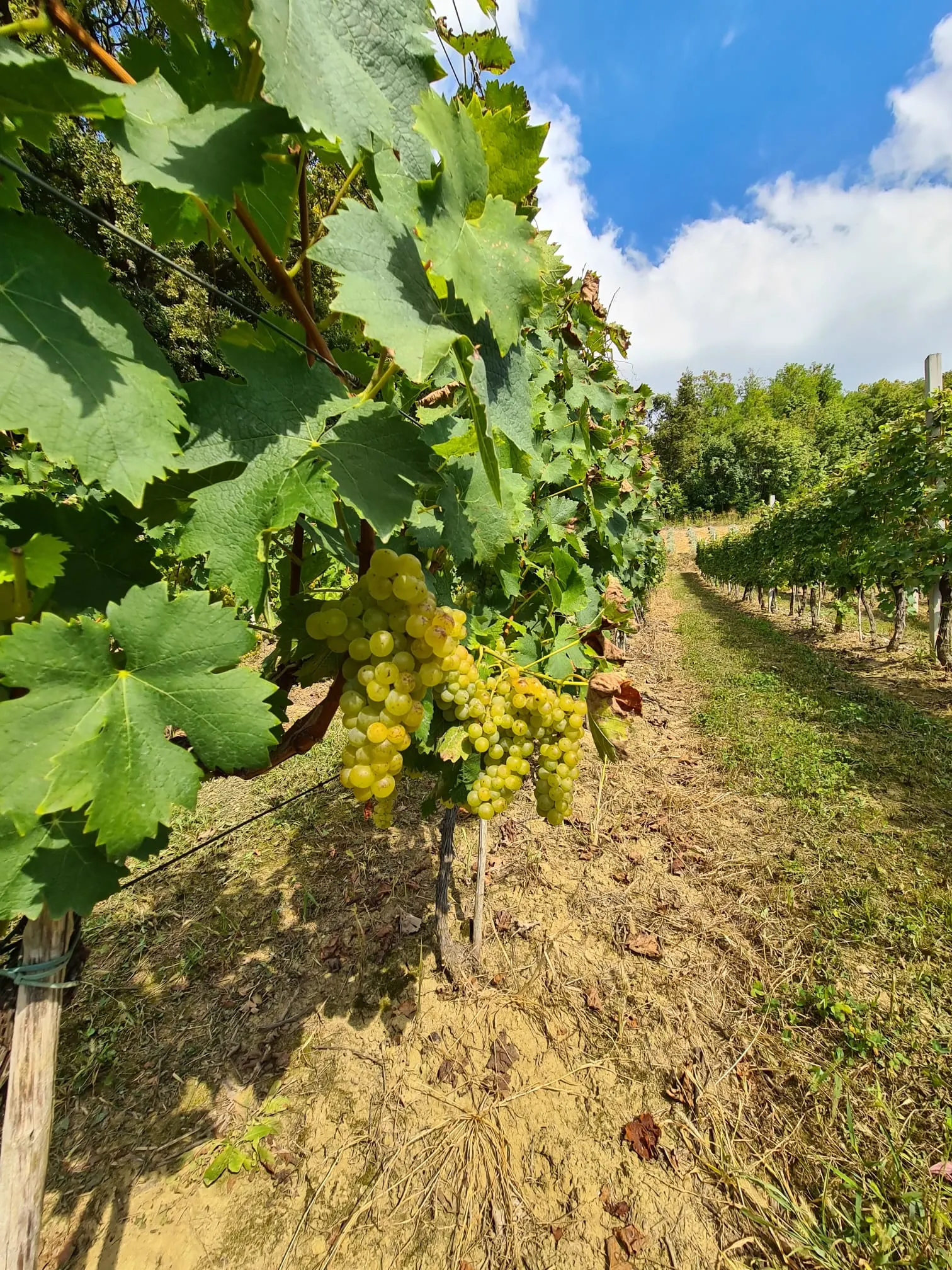 Naši vinogradi