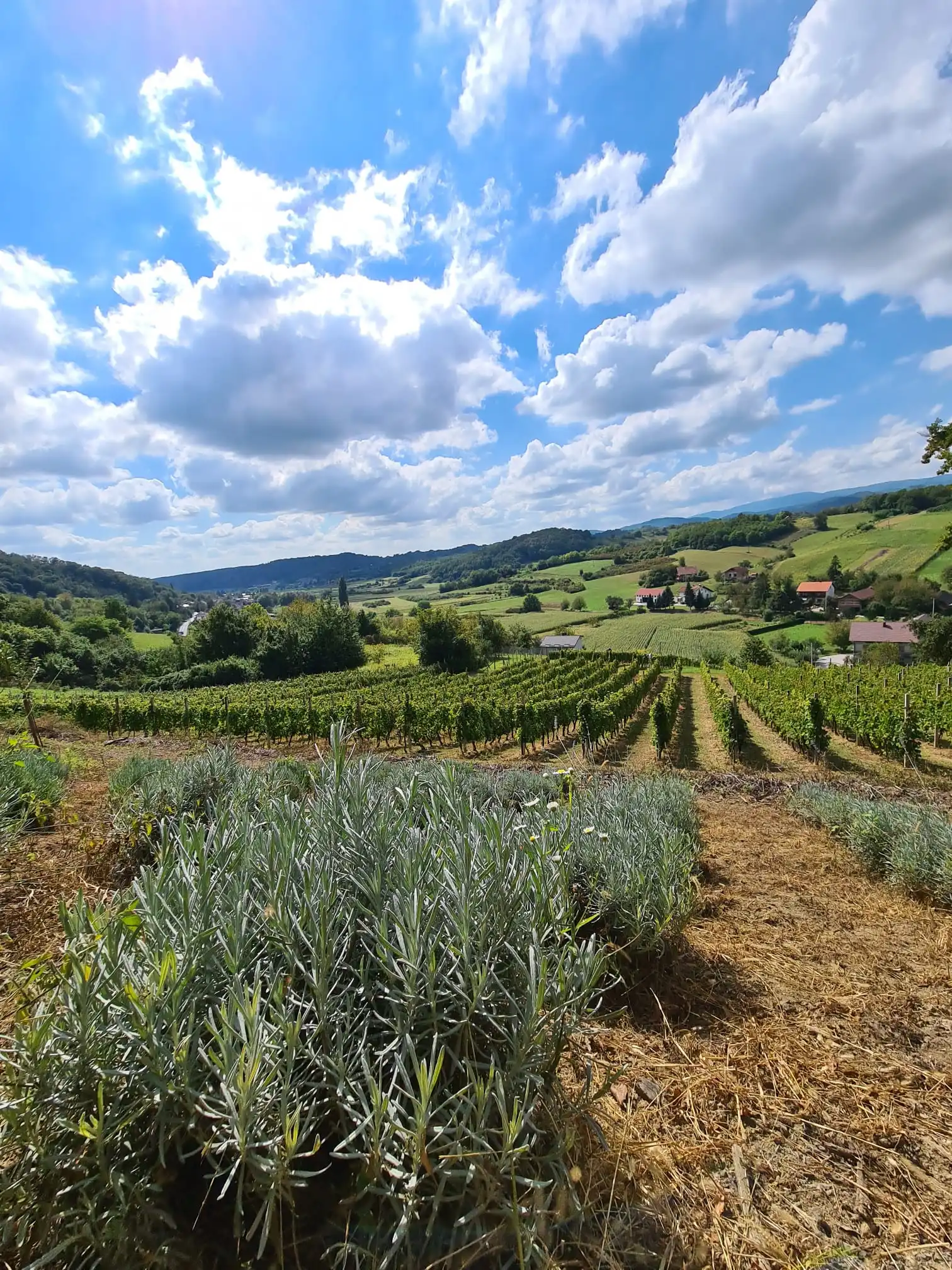 Vinograd u Moravču