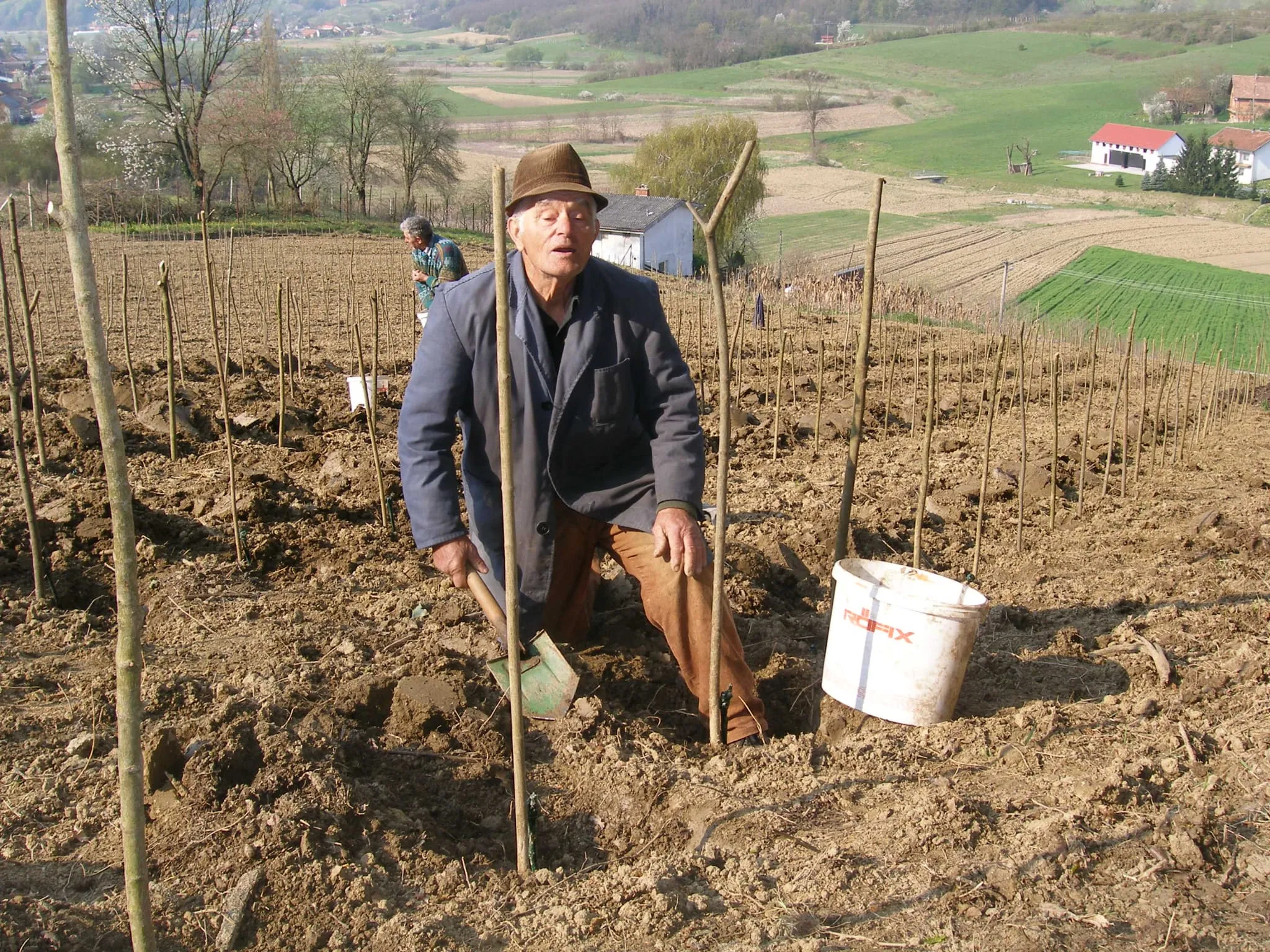 Sadnja vinograda Stružnjak 2010