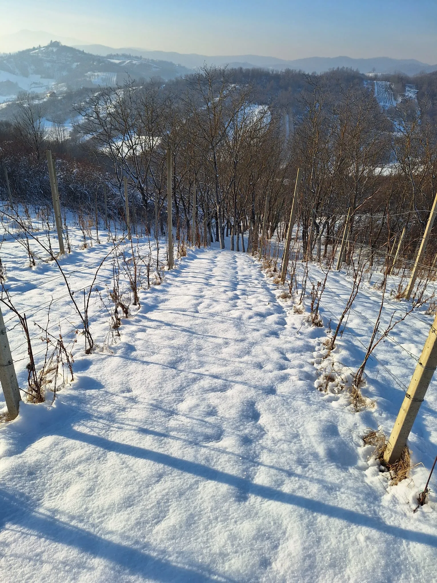 Vinograd Trijem danas