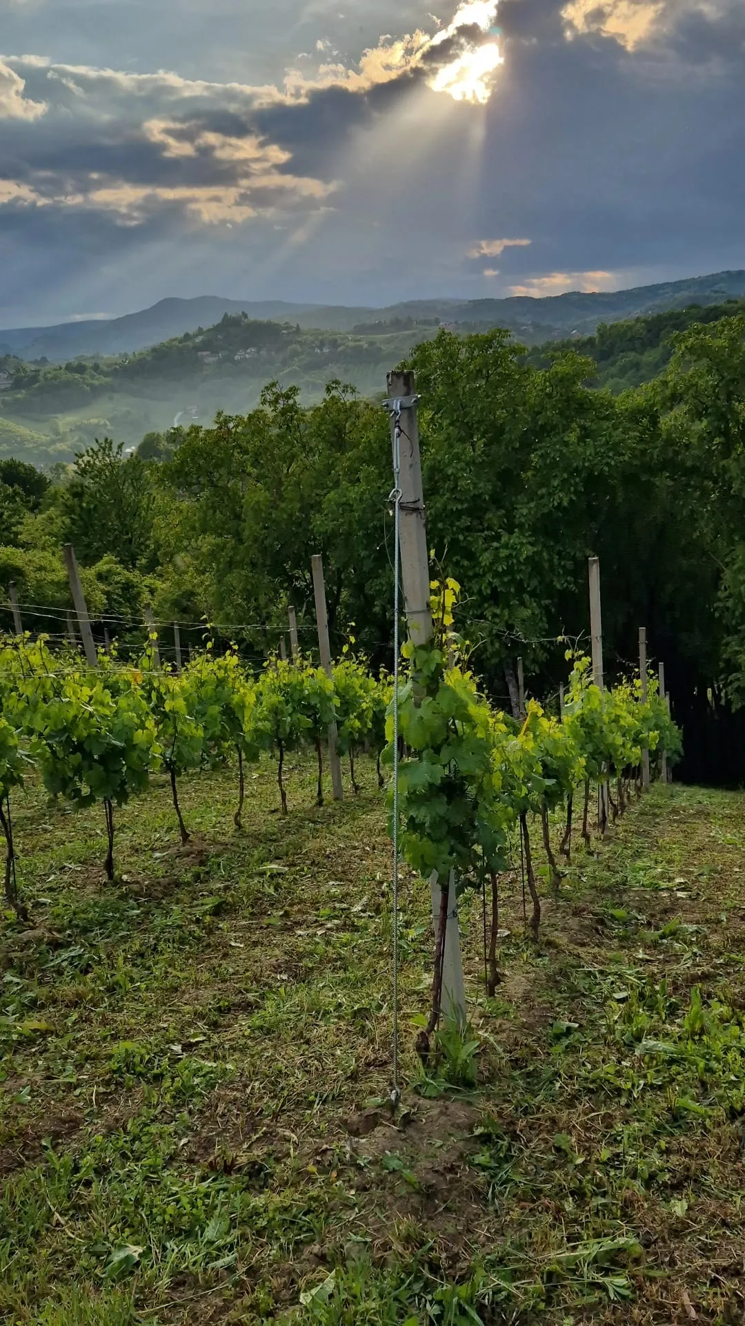 Vinograd Trijem danas